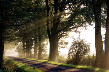 Fototapeta premium Allee mit Sonnenstrahlen