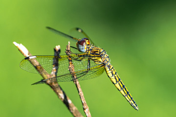 Banded groundling dragonfly (Brachythemis leucosticta) resting on a branch twig, Entebbe, Uganda, East Africa
