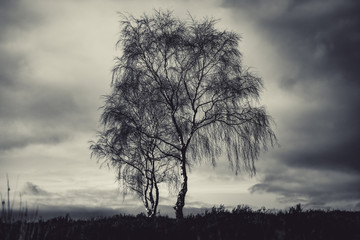 Dramatic moody shot of a lone Silverbirch tree against a cloudy sky