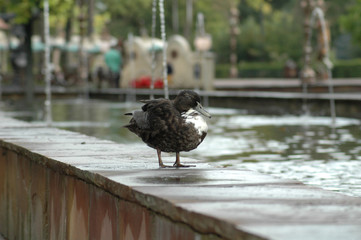 duck