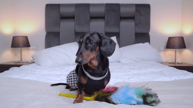 A cute Dachshund dog, black and tan, dressed in a maid costume, holds a pipidaster, lies on a large bed, looking from side to side, barking and running away and barks. Room service at the hotel.