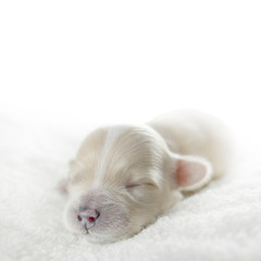Dog cub copy space. Maltipoo newborn puppy.