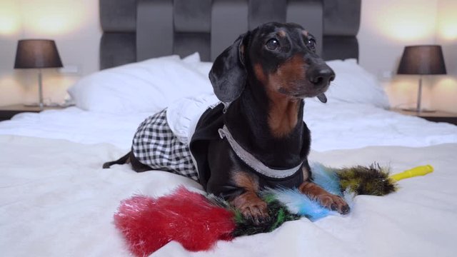 A cute Dachshund dog, black and tan, dressed in a maid costume, holds a pipidaster, lies on a large bed and barks. Room service at the hotel.