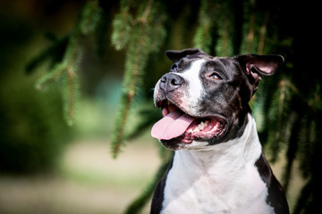 American staffordshire terrier dog posing outside.