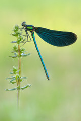 Blauflügel-Prachtlibelle Calopteryx virgo © Dirk