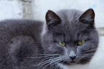Grey cat. Winter. White spots. Portrait of a cat. Cute.