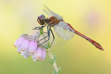 Blutrote Heidelibelle Sympetrum sanguineum