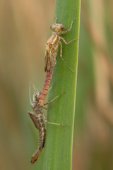 Frühe Adonisjungfer Pyrrhosoma nymphula