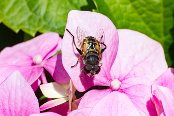 Fly insect perched on Hydrangea serrata. Garden flower from Asia