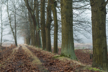 Leśna droga skryta w porannej mgle.