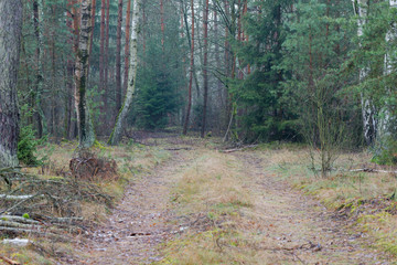 Droga przez iglasty las.