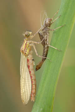 Fr&uuml;he Adonisjungfer Pyrrhosoma nymphula