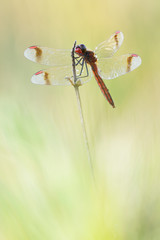 Gebänderte Heidelibelle Sympetrum pedemontanum