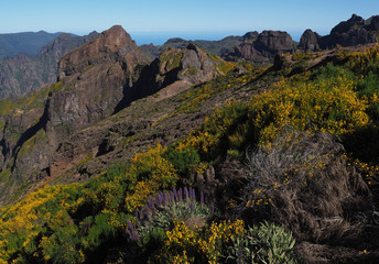 An der Forststraße zum Pico Ariero, Madeira