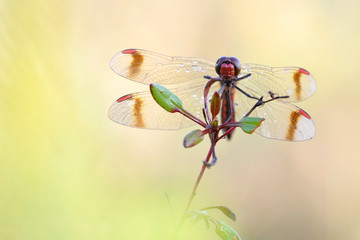 Gebänderte Heidelibelle Sympetrum pedemontanum © Dirk