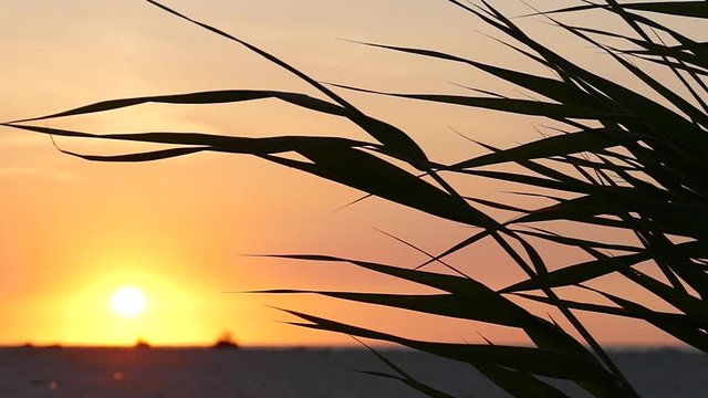 Leaves and stems of bulrush against the background of the sun dawn slow motion