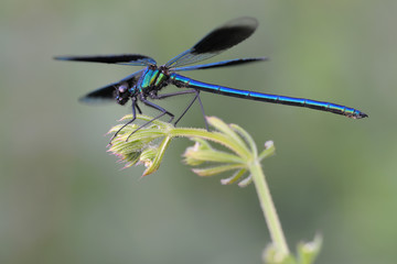 Gebänderte Prachtlibelle Calopteryx splendens
