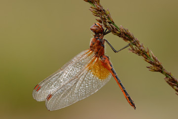 Gefleckte Heidelibelle Sympetrum-flaveolum