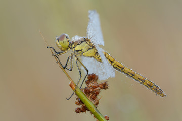 Gemeine Heidelibelle Sympetrum vulgatum