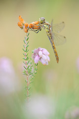 Gemeine Heidelibelle Sympetrum vulgatum