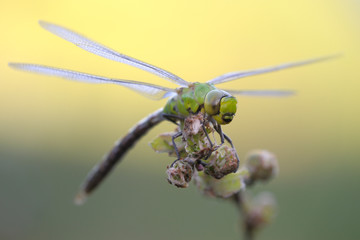 Große Königslibelle Anax imperator Liblllenhülle