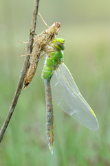 Große Königslibelle Anax imperator Liblllenhülle © Dirk