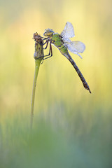 Große Königslibelle Anax imperator Liblllenhülle © Dirk