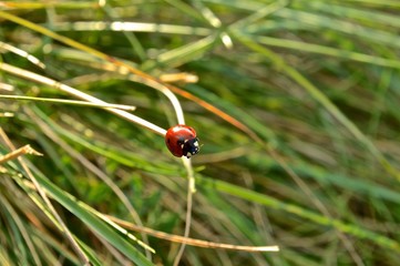 Coccinella sull'erba