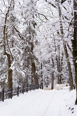 Snow on tree branches in the winter forest