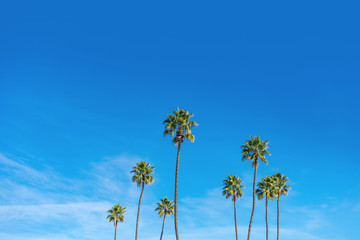 California palm trees with blue sky © Felipe Sanchez