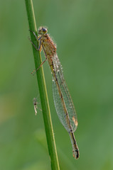 Große Pechlibelle Ischnura elegans
