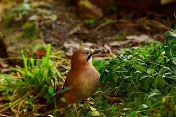 acorn-herher curious on the floor