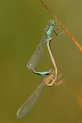 Große Pechlibelle Ischnura elegans