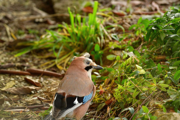 acorn-herher with feather on the head 