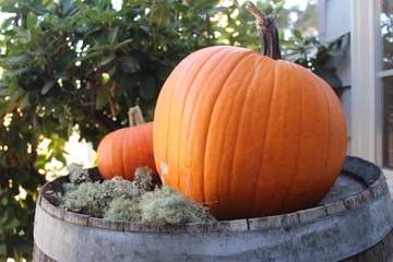 pumpkins and gourds