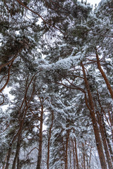 Fototapeta premium Snow on a tree branch