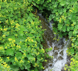 Organic Alchemilla Vulgaris Side of Creek on Mountains