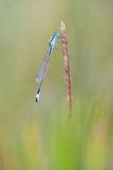 Große Pechlibelle Ischnura elegans