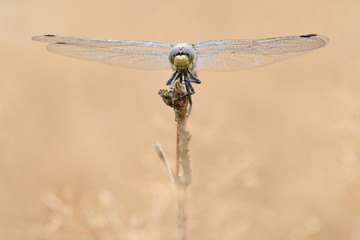 Großer Blaupfeil Orthetrum cancellatum