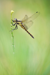 Großer Blaupfeil Orthetrum cancellatum