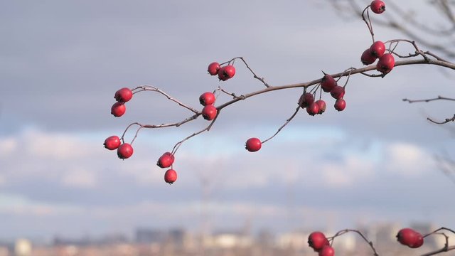 Red hawthorn berries on a bare branch without leaves against the sky. Red hawthorn berries