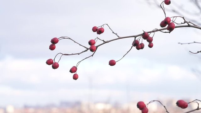 Red hawthorn berries on a bare branch without leaves against the sky. Red hawthorn berries