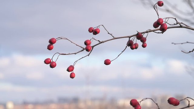 Red hawthorn berries on a bare branch without leaves against the sky. Red hawthorn berries