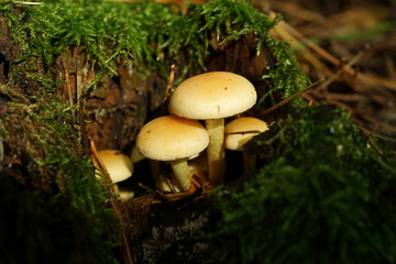 sulphur tuft in the forest