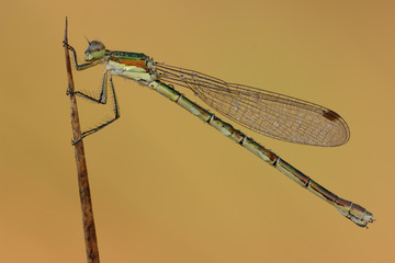 Kleine Binsenjungfer Lestes virens vestalis