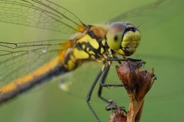 Schwarze Heidelibelle Sympetrum danae