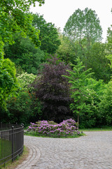 Walk on a warm sunny day in the park Volkspark Friedrichshain, cozy paths and green lawns, beautiful flowers
