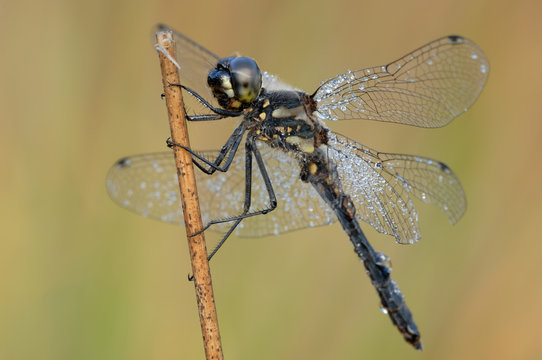 Danaë Bilder Durchsuchen 212 Archivfotos, und Videos