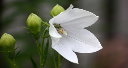 It is dazzling a white flower of a platycodon grandiflorus near unsolved greenish buds on darkly green background.