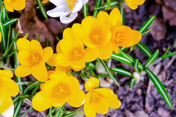 Early crocus flowers bloom on a sunlit lawn, top view